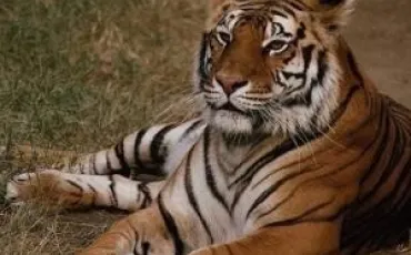 Quiz Animaux