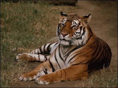 Le tigre est carnivore.