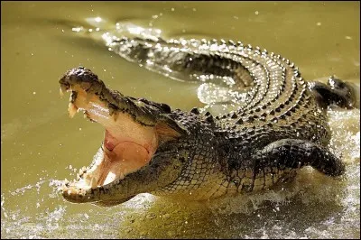 Le crocodile est carnivore.