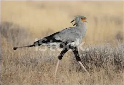 De quelle fonction ce grand oiseau a-t-il hérité son nom ?