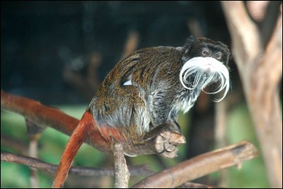 Sûrement à cause de ses moustaches, comment se nomme ce singe tamarin ?