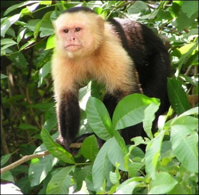 Quelle identification monastique sert pour ce singe ?