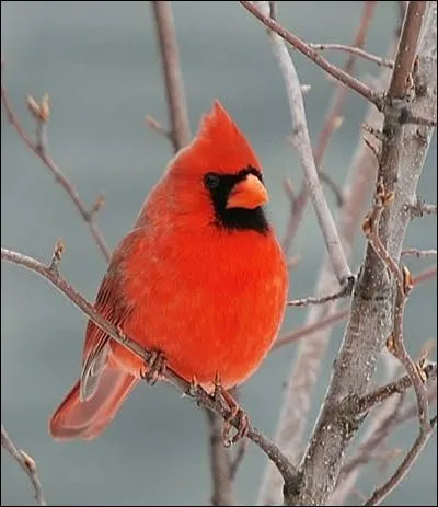 Son plumage lui a donné son nom, quel est-il ?