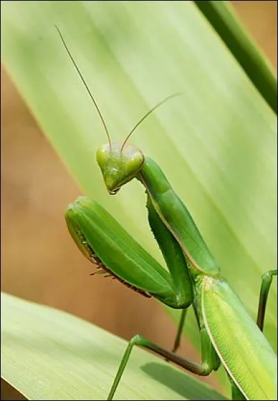 Cet insecte bien connu est une religieuse, certes, mais quel est l'orthographe exacte de son nom.