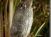 Quiz Quel est cet animal ?