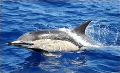 Quel est cet animal ?