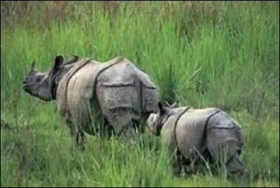 Quel est cet animal ?