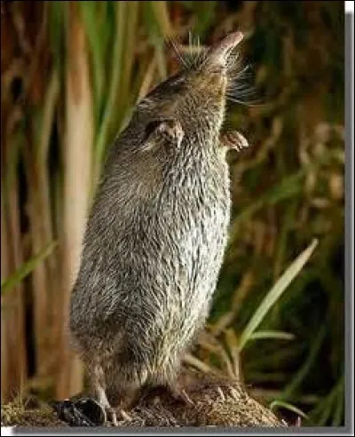 Quel est cet animal ?