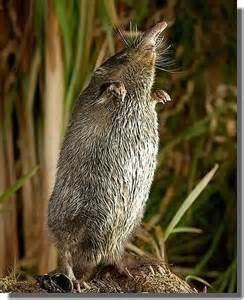 Quiz Animaux