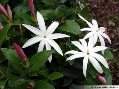 Au parfum de quelle autre délicate floraison (photo) est comparé celui se dégageant des élégantes fleurs du freesia ?