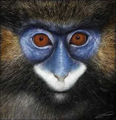 Quel est cet animal ?