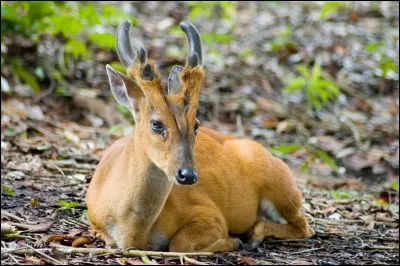 Quel est cet animal ?