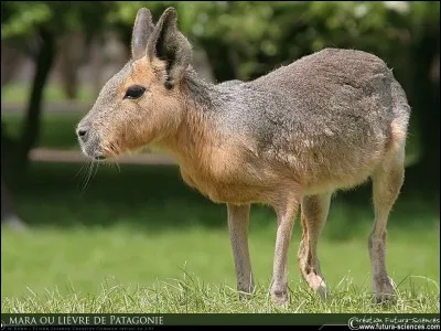 Quel est cet animal ?