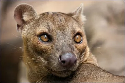 Quel est cet animal ?
