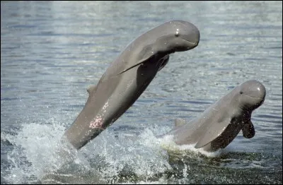 Quel est cet animal ?