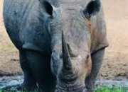 Quiz Connais-tu les rhino ?