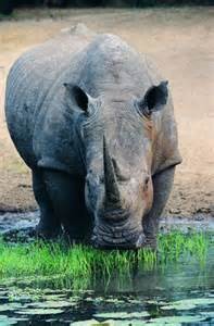 Quiz Animaux