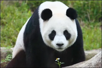 Les pandas peuvent vivre jusqu'à...