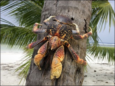 Les crabes de cocotier sont-ils comestibles ?