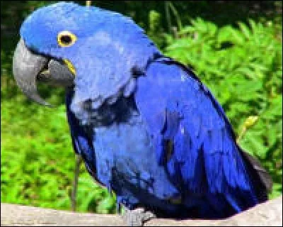 Dans "Rio", Blue est un...