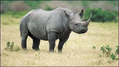 Les rhinocéros peuvent mesurer jusqu'à...