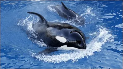 Quel adjectif pourrait le mieux définir la peau de l'orque ?