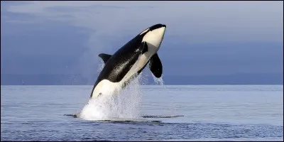 Quel est l'autre nom de l'orque ?