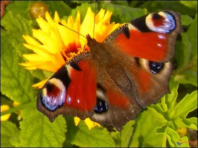 Si je vous dis : « Expert en roue », vous répondez :