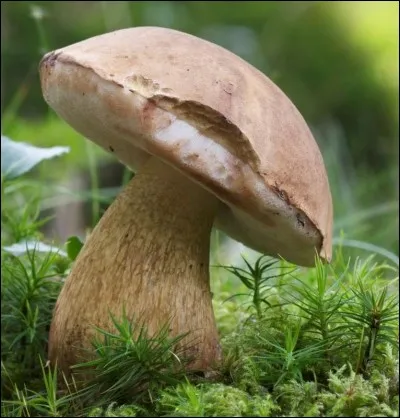 Si je vous dis : « Il se mouille dans l'action », vous répondez :