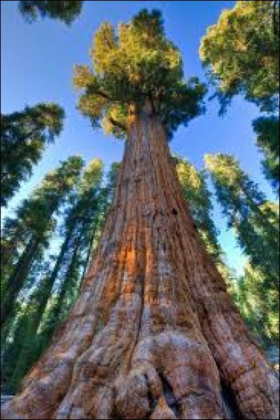 Le General Sherman est un séquoia géant situé en Californie. C'est l'arbre le plus volumineux du monde.