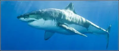 Le grand requin blanc n'a pas une alimentation variée. Il ne se nourrit que de chair humaine.