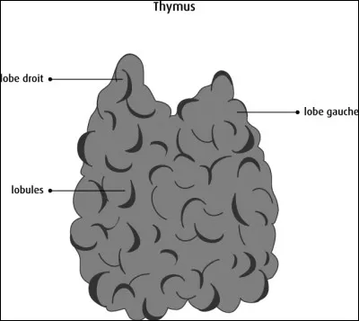 Certainement un des organes les plus énigmatiques du corps humain, le thymus. Où se situe-t-il ?