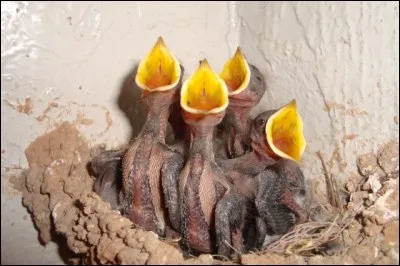 Certains oiseaux sont nidicoles, d'autres nidifuges. Lequel est nidifuge ?