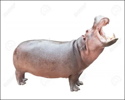 Je suis aussi dans les films "Madagascar"...