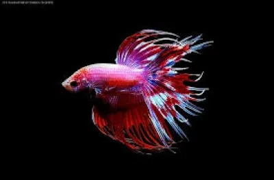 Betta spendens est un :