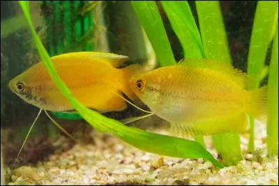 Très apprécié en aquariophilie, le Colisa chuna est de la famille des :
