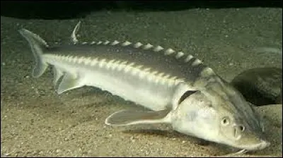 Un poisson anadrome est un poisson :