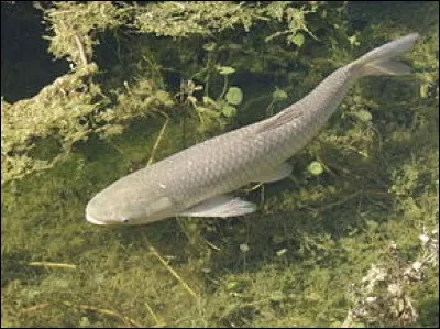 Il existe de nombreuses variétés de carpes pouvant être maintenues en bassin comme :