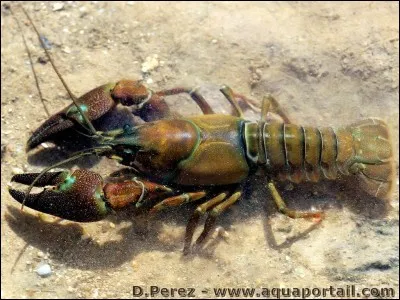 Les écrevisses vivent en eau douce. Vrai ou faux ?