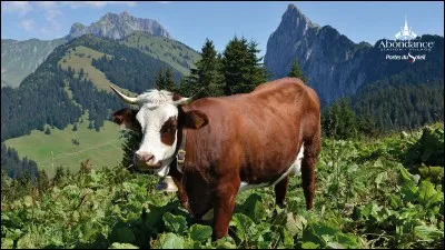 Comment s'appelle cet animal ?