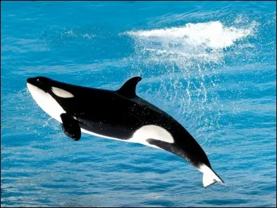 Comment s'appelle cet animal ?