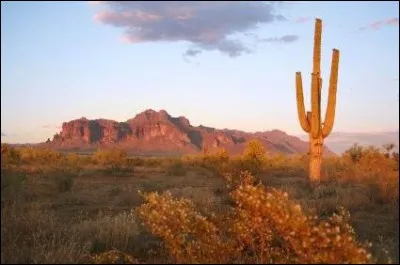 Vous avez pu rentrer aux USA. Après 8 jours d'une harassante randonnée-survie dans le désert, vous arrivez à Phœnix : que faites-vous ?