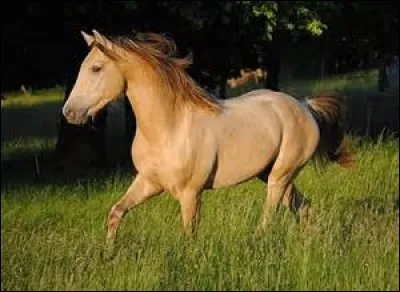 Que veut dire "trotter sur le bon bipède" ?