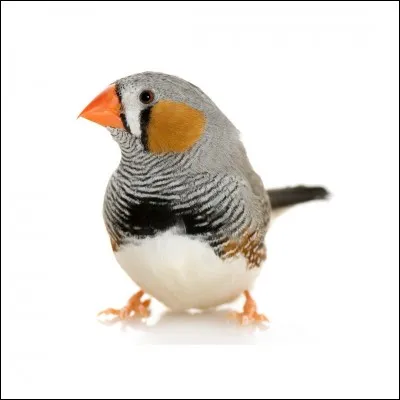 Et moi alors comment m'appelle-t-on, c'est facile quand même ?