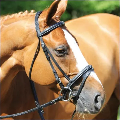 Comment s'appelle le bout de cuir pour fermer la bouche du cheval ?