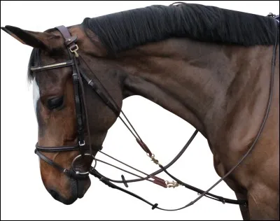 Les gogues sont-il autorisés en C.S.O. ?