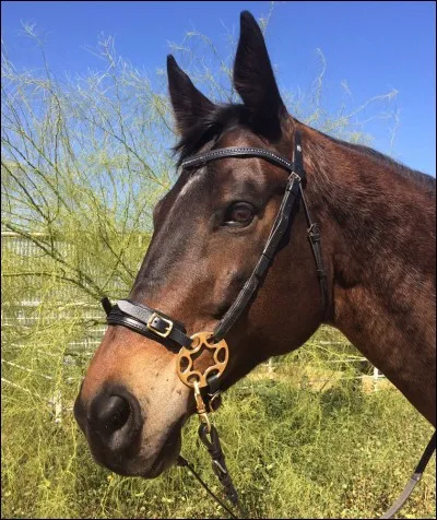 Que se passe-t-il si on place le hackamore trop bas ?