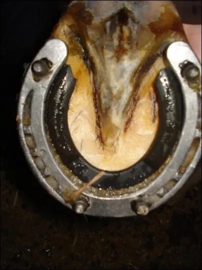 Lorsque l'on part sur un cross, pourquoi mettons- nous des crampons aux sabots du cheval ?