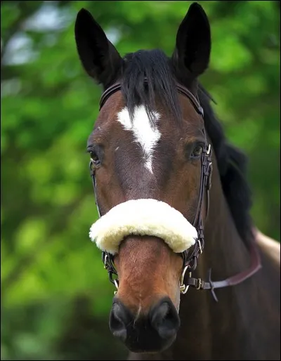 À quoi sert le fourreau de muserolle ?
