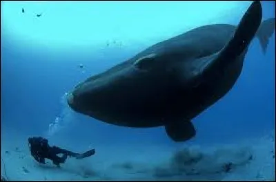 Laquelle de ces affirmations est incorrecte à propos de la baleine bleue ?